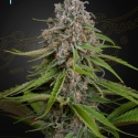 Deep Candy CBD Feminised Cannabis Seeds | Green House Seeds.