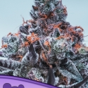 Deep Jealousy Auto Feminised Cannabis Seeds - Anesia Seeds