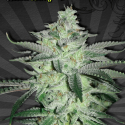 Diesel Berry Auto flowering Feminised Cannabis Seeds | Auto Seeds