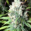 Dieselicious Regular Cannabis Seeds | Freedom of Seeds