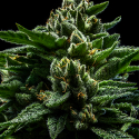 DO-G Feminised Cannabis Seeds | Ripper Seeds