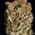 Don Amnesia Feminised Cannabis Seeds | Don Avalanche Seeds Don Amnesia Feminised Cannabis Seeds | Don Avalanche Seeds