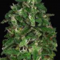 Don Critical Crack Feminised Cannabis Seeds | Don Avalanche Seeds Don Critical Crack Feminised Cannabis Seeds | Don Avalanche Seeds