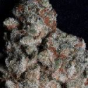 Don Do Si Dos Feminised Cannabis Seeds | Don Avalanche Seeds Don Do Si Dos Feminised Cannabis Seeds | Don Avalanche Seeds