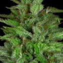 Don Gelato Auto Feminised Cannabis Seeds | Don Avalanche Seeds