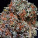 Don Girl Scout Cookies Feminised Cannabis Seeds | Don Avalanche Seeds