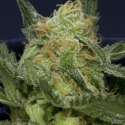 Don Gorilla Glue Feminised Cannabis Seeds | Don Avalanche Seeds