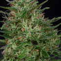 Don Green Crack Feminised Cannabis Seeds | Don Avalanche Seeds
