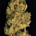 Don Lemon Glue Feminised Cannabis Seeds | Don Avalanche Seeds Don Lemon Glue Feminised Cannabis Seeds | Don Avalanche Seeds
