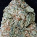 Don OG Kush Feminised Cannabis Seeds | Don Avalanche Seeds Don OG Kush Feminised Cannabis Seeds | Don Avalanche Seeds
