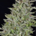 Don Wedding Cake Feminised Cannabis Seeds | Don Avalanche Seeds Don Wedding Cake Feminised Cannabis Seeds | Don Avalanche Seeds