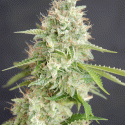 Double Cream Feminised Cannabis Seeds | Cream Of The Crop