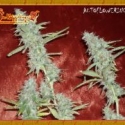 Krippleberry Auto Feminised Cannabis Seeds | Dr Krippling 