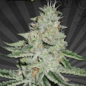 Dreamberry Auto flowering Feminised Cannabis Seeds | Auto Seeds