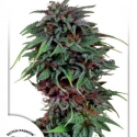 Durban Poison Regular Cannabis Seeds | Dutch Passion Durban Poison Regular Cannabis Seeds | Dutch Passion