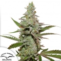 Amsterdam Amnesia Feminised Cannabis Seeds | Dutch Passion 