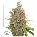  Auto Glueberry OG Feminised Cannabis Seeds | Dutch Passion 