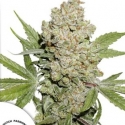 Auto Lemon Kix Feminised Cannabis Seeds | Dutch Passion Auto Lemon Kix Feminised Cannabis Seeds | Dutch Passion