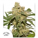 Auto Oh My Gusher Feminised Cannabis Seeds | Dutch Passion 