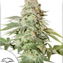  Auto Power Plant Feminised Cannabis Seeds | Dutch Passion