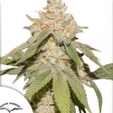 Auto SFV OG Feminised Cannabis Seeds | Dutch Passion Auto SFV OG Feminised Cannabis Seeds | Dutch Passion