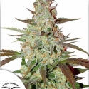 Blue Auto Mazar Feminised Cannabis Seeds | Dutch Passion Blue Auto Mazar Feminised Cannabis Seeds | Dutch Passion