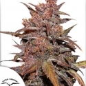 CBD Auto Blackberry Kush Feminised Cannabis Seeds | Dutch Passion CBD Auto Blackberry Kush Feminised Cannabis Seeds | Dutch Passion