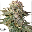 C-Vibez Feminised Cannabis Seeds | Dutch Passion