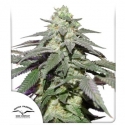 Auto Skywalker Haze Feminised Cannabis Seeds | Dutch Passion Auto Skywalker Haze Feminised Cannabis Seeds | Dutch Passion