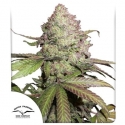 CBD Auto Charlotte's Angel Feminised Cannabis Seeds | Dutch Passion CBD Auto Charlotte's Angel Feminised Cannabis Seeds | Dutch Passion