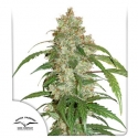 CBD Auto White Widow Feminised Cannabis Seeds | Dutch Passion CBD Auto White Widow Feminised Cannabis Seeds | Dutch Passion