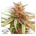 Durban Dew Feminised Cannabis Seeds | Dutch Passion 