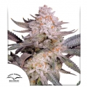Orange Bud 20 Feminised Cannabis Seeds | Dutch Passion 