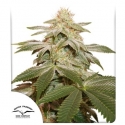 Sugar Bomb Punch Feminised Cannabis Seeds | Dutch Passion Sugar Bomb Punch Feminised Cannabis Seeds | Dutch Passion