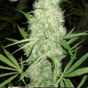 Dutch Power Auto Feminised Cannabis Seeds | Kera Seeds
