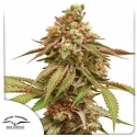 Tropical Tangie Feminised Cannabis Seeds | Dutch Passion Tropical Tangie Feminised Cannabis Seeds | Dutch Passion