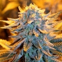 Dutch Automatic Feminised Cannabis Seeds | Spliff Seeds Dutch Automatic Feminised Cannabis Seeds | Spliff Seeds