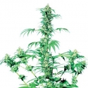 Early Girl Regular Cannabis Seeds | Sensi Seeds 