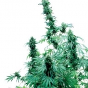 Early Skunk Regular Cannabis Seeds | Sensi Seeds Early Skunk Regular Cannabis Seeds | Sensi Seeds