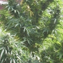 Easy Sativa Feminised Cannabis Seeds | Female Seeds 