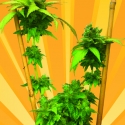 Little Stilton Auto Feminised Cannabis Seeds Little Stilton Auto Feminised Cannabis Seeds