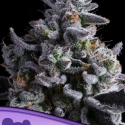 Elementz Feminised Cannabis Seeds - Anesia Seeds