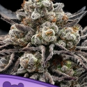 Epic Buzz Feminised Cannabis Seeds - Anesia Seeds