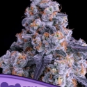 Epic Buzz Auto Feminised Cannabis Seeds - Anesia Seeds Epic Buzz Auto Feminised Cannabis Seeds - Anesia Seeds