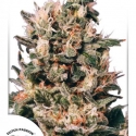 Euforia Regular Cannabis Seeds | Dutch Passion Euforia Regular Cannabis Seeds | Dutch Passion