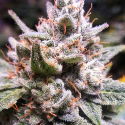Lemon Haze Auto Feminised Cannabis Seeds | Expert Seeds
