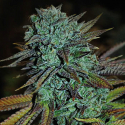 Expert Gorilla Feminised Cannabis Seeds | Expert Seeds