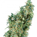 First Lady Regular Cannabis Seeds | Sensi Seeds First Lady Regular Cannabis Seeds | Sensi Seeds