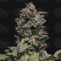 Auto Forbidden Mints Feminised Cannabis Seeds - Terp Treez Auto Forbidden Mints Feminised Cannabis Seeds - Terp Treez