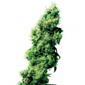 Four Way Regular Cannabis Seeds | Sensi Seeds Four Way Regular Cannabis Seeds | Sensi Seeds